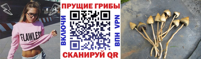 Псилоцибиновые грибы Psilocybe  Гагарин 